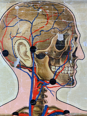 A 1939 St. John's Ambulance anatomical skeleton teaching chart