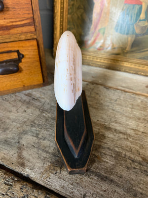 A very large hippo tooth paperweight
