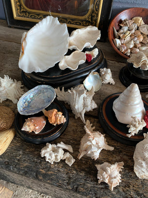 A large collection of weathered seashells and coral