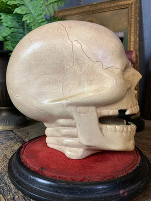 An oversized ceramic skull model