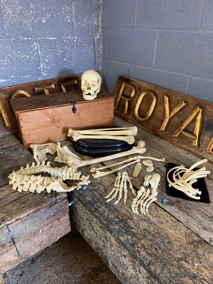 A boxed Adam Rouilly half skeleton