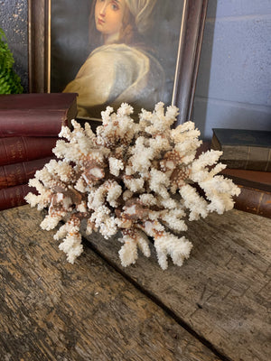 A very large coral natural history specimen - 33cm