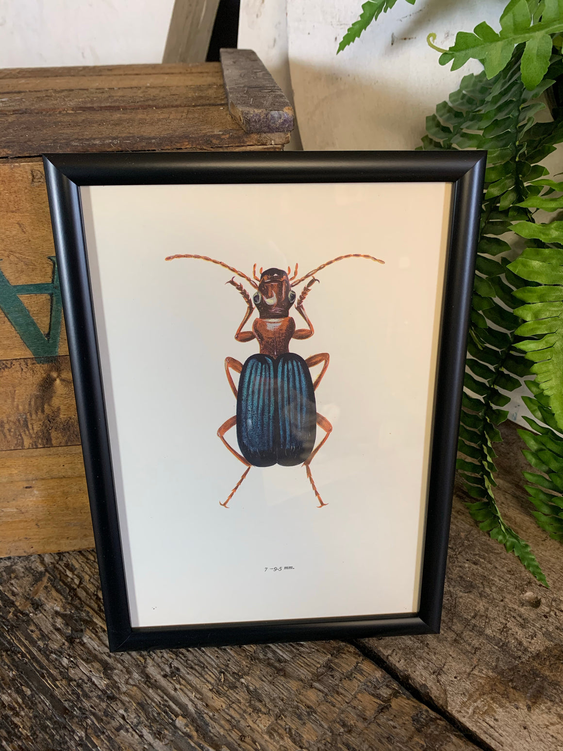 An original beetle bookplate print- Insect interest