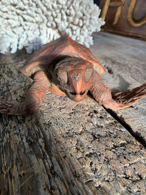 An antique mounted taxidermy turtle specimen