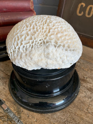 A large brain coral natural history specimen