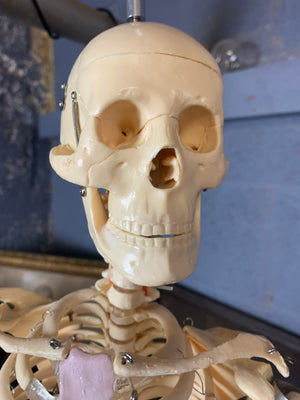 A half-sized anatomical skeleton model on metal stand