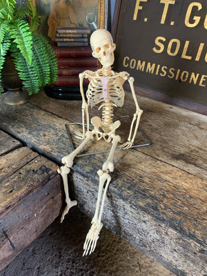 A half-sized anatomical skeleton model on metal stand