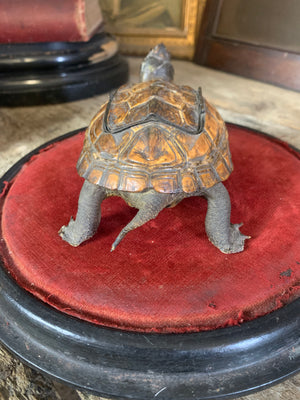 An Edwardian taxidermy tortoise snuff box