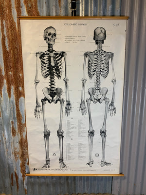 A very large Adam Rouilly human skeleton wall chart