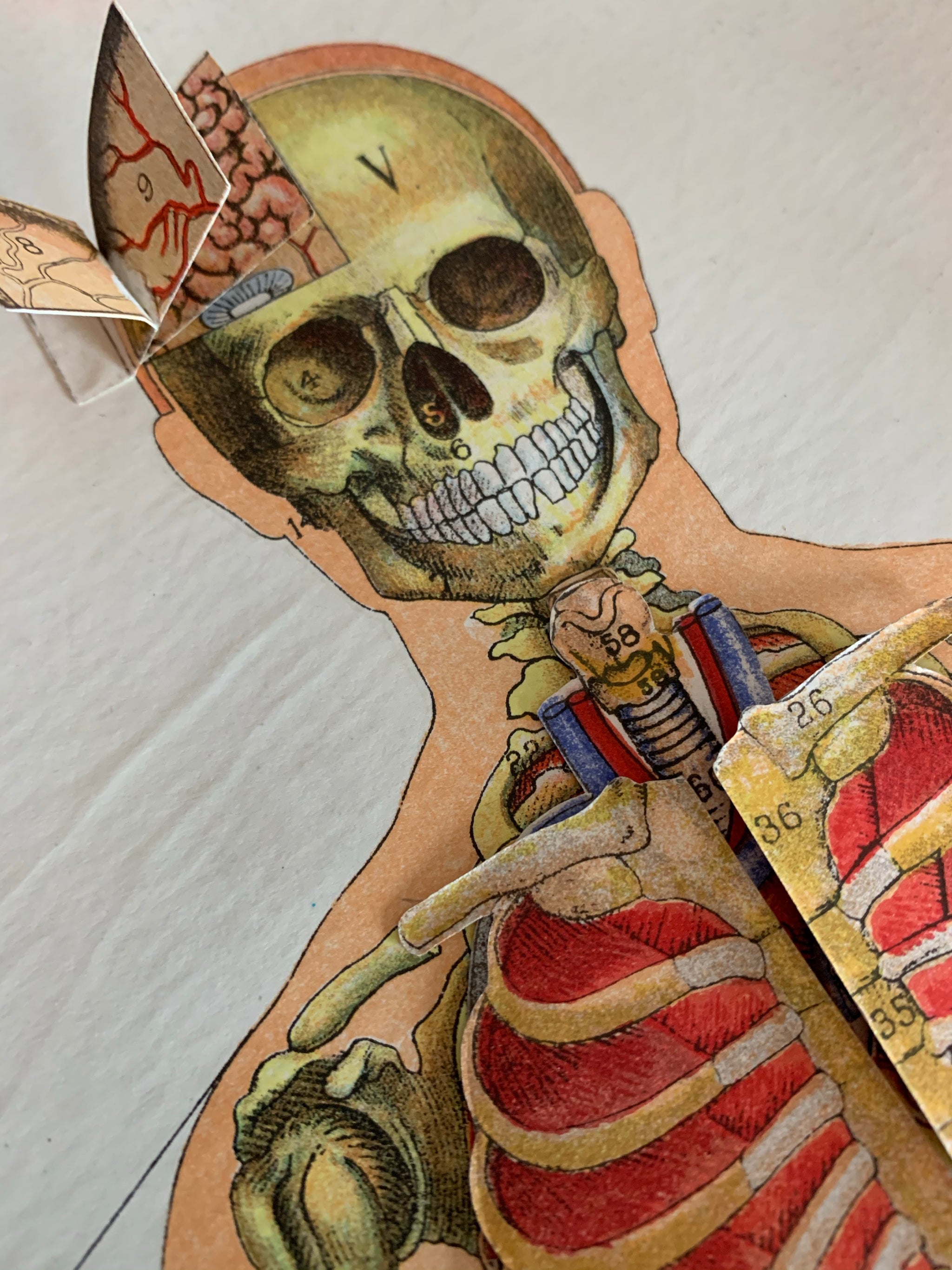 A rare pair of anatomical books: Philips Model Manikin of the human bo -  Belle and Beast Emporium