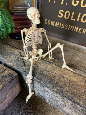 A half-sized anatomical skeleton model on metal stand