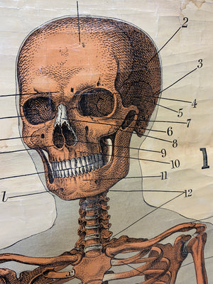 An early W & A K Johnston's anatomical skeleton teaching chart