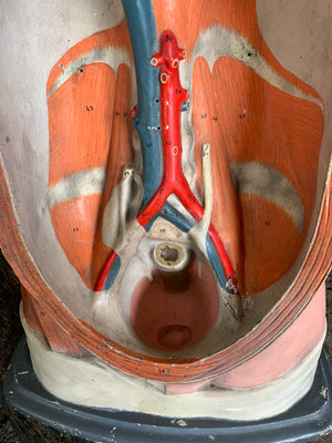 An early anatomical model of the torso