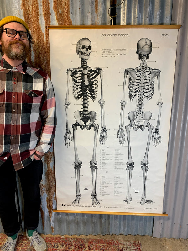 A very large Adam Rouilly human skeleton wall chart - Belle and Beast ...