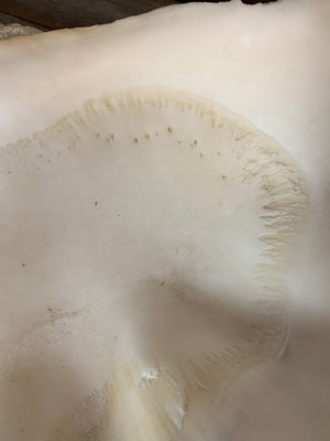 A Giant Clam Shell specimen (Tridacna Gigas)- 60cm