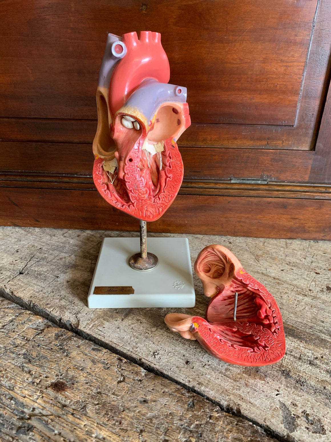 A Somso anatomical heart supplied by Adam Rouilly