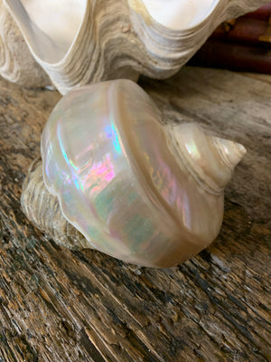 A large mother of pearl Turbo shell - 17.5cm