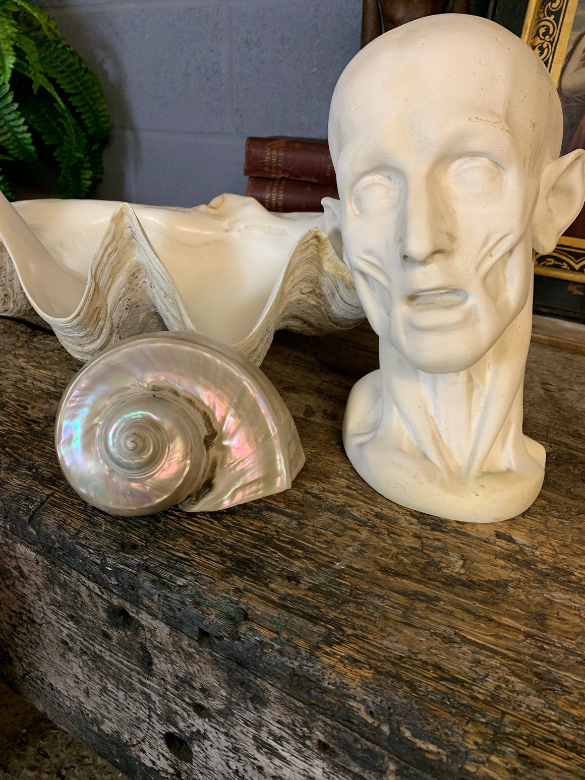 A large mother of pearl Turbo shell - 17.5cm
