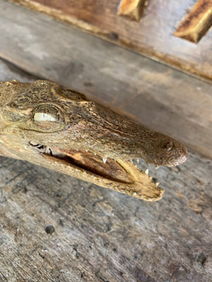 A Victorian full specimen taxidermy crocodile