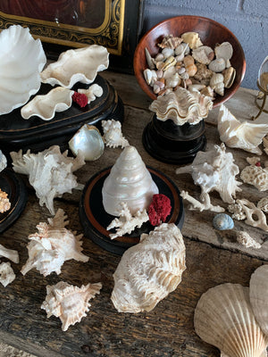 A large collection of weathered seashells and coral