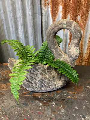 A large terracotta swan planter