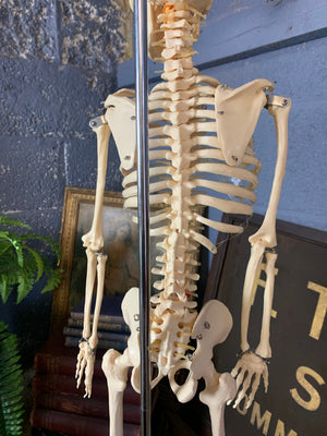 A half-sized anatomical skeleton model on metal stand