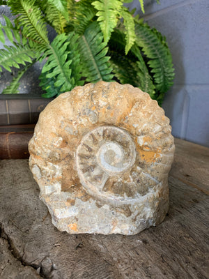 A large cretaceous ammonite fossil - 16cm / 3.31kg