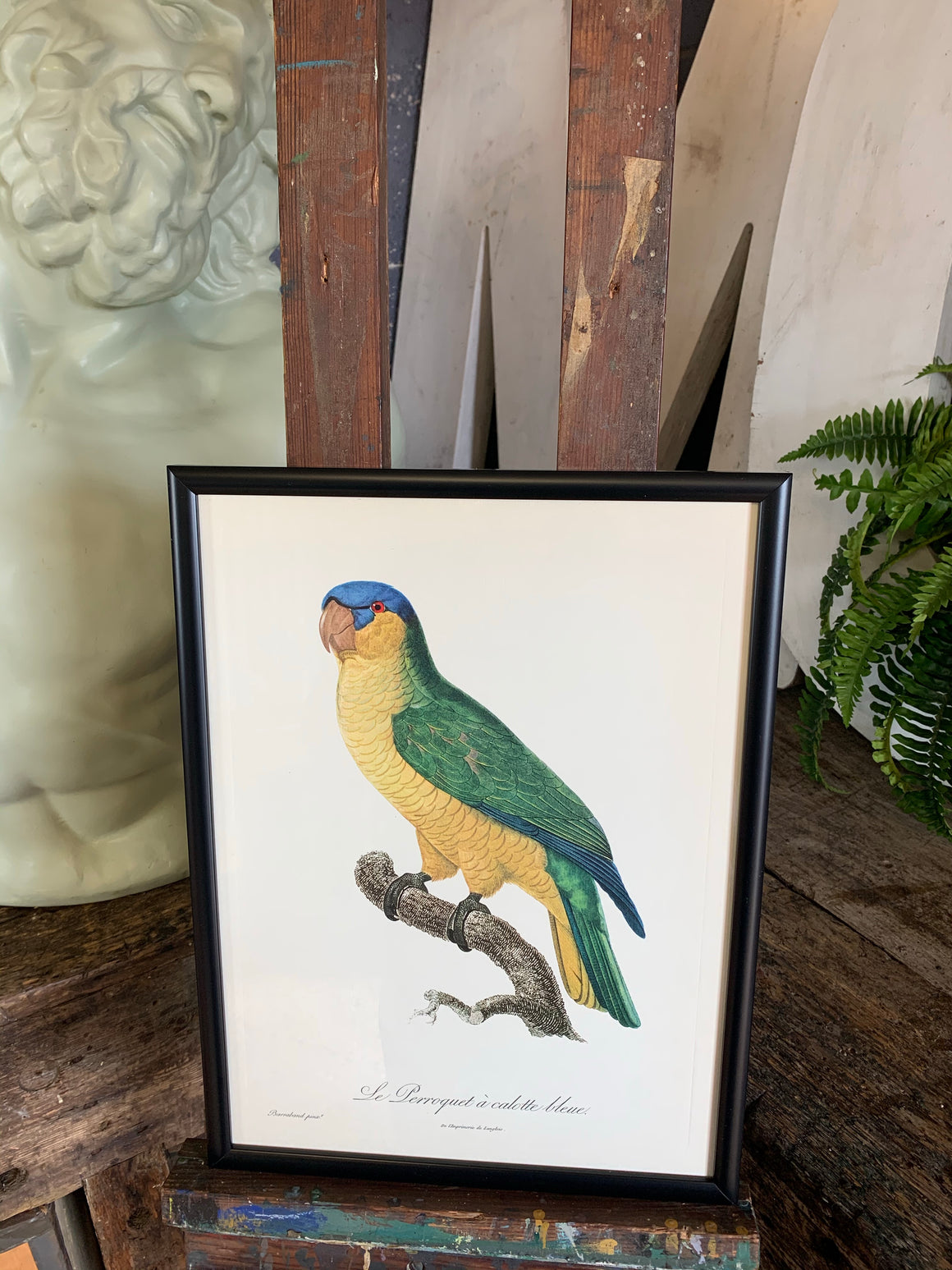 Rare exotic bird framed print 1796-1812- parrot, turaco, bird of paradise, 'tucan'