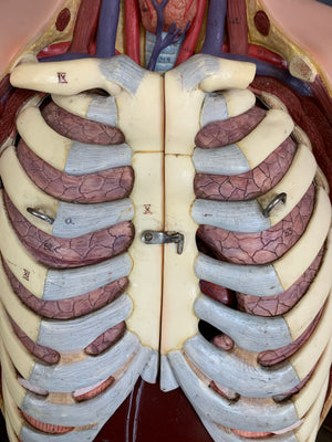 A Mid Century anatomical model of the torso by Somso/Rouilly