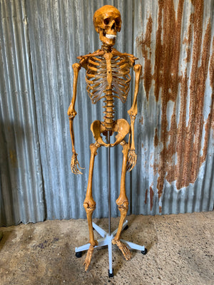 A life-sized anatomical skeleton model on stand