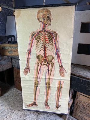 A 1939 St. John's Ambulance anatomical skeleton teaching chart