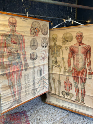 A very large scientific wall chart of the human nervous system