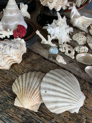A large collection of weathered seashells and coral
