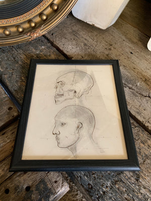An original Renaissance style anatomical pen and ink drawing of a skull