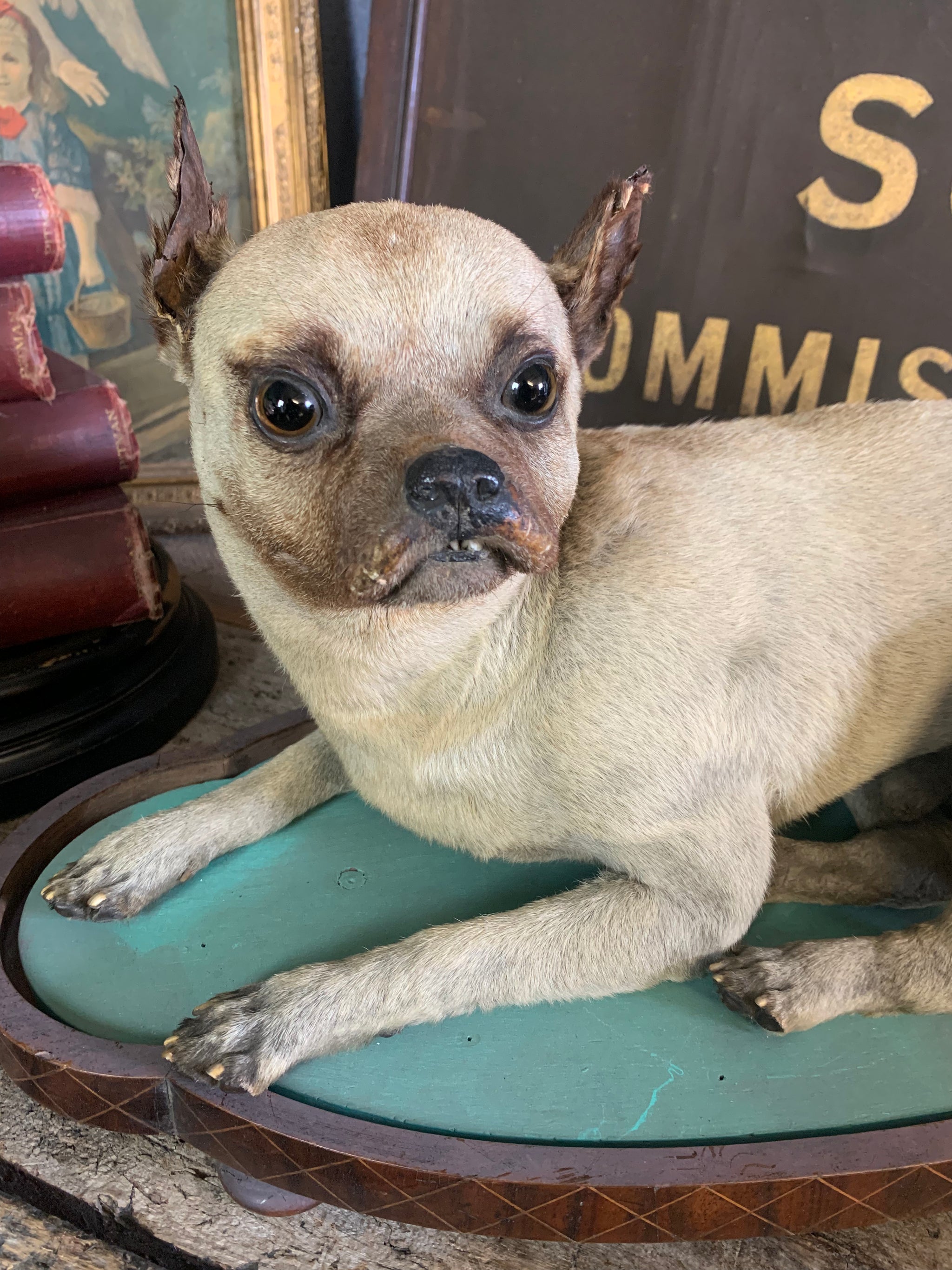 Taxidermied fashion dogs