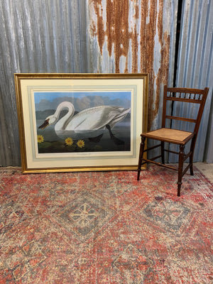 A very large framed print of Audubon's American swan