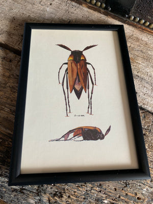 An original beetle bookplate print- Insect interest