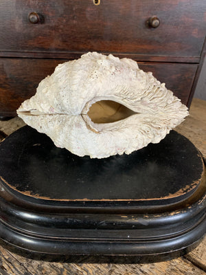 A pair of giant clam shells