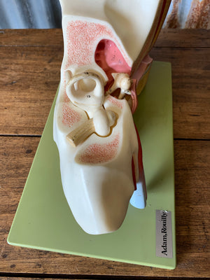 A Somso anatomical ear model on stand from Adam Rouilly