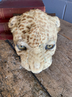 An Edwardian taxidermy leopard head mount by Van Ingen & Van Ingen, Mysore