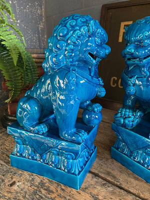 A pair of very large turquoise Chinese foo dogs ~ 40cm