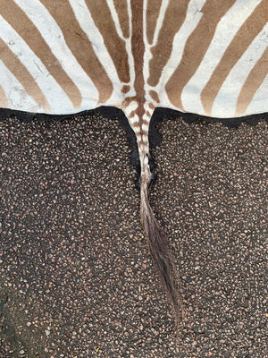 A large taxidermy zebra skin rug