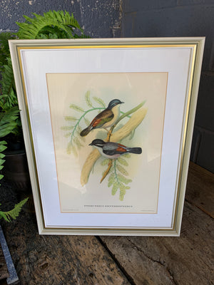 A set of 20 Gould and Richter bird lithographs by Hullmandel and Walton