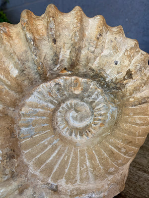 A very large cretaceous ammonite fossil - 22cm / 6.32kg