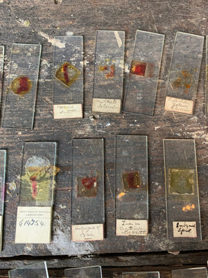 A collection of rare human pathology microscope slides
