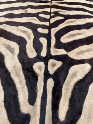 A large taxidermy zebra skin rug