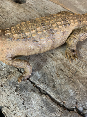 A Victorian full specimen taxidermy crocodile