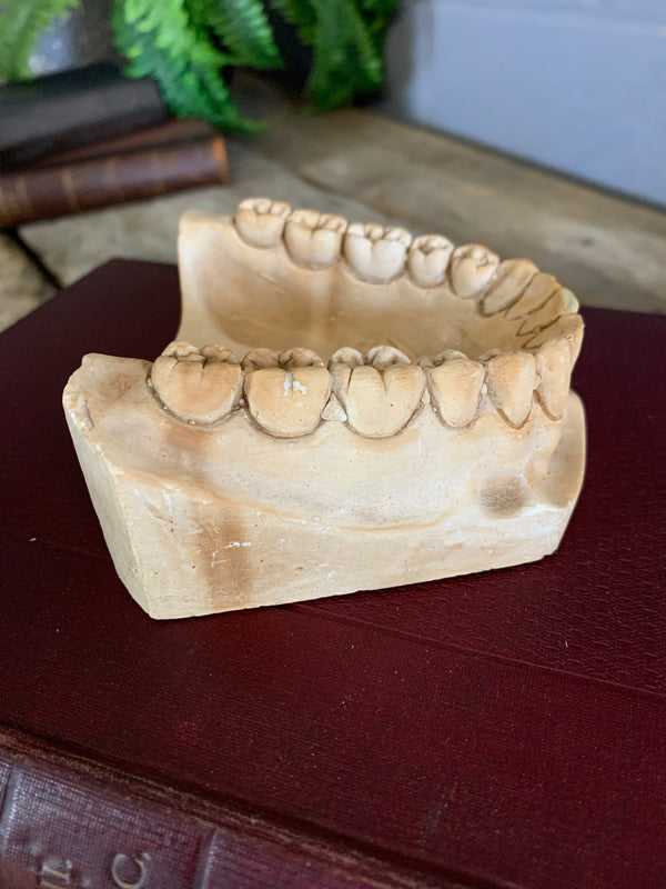 An oversized anatomical/dental plaster teeth model - Belle and Beast ...