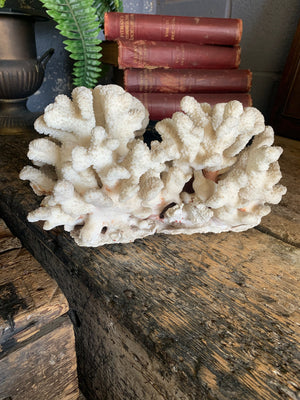 A very large coral natural history specimen