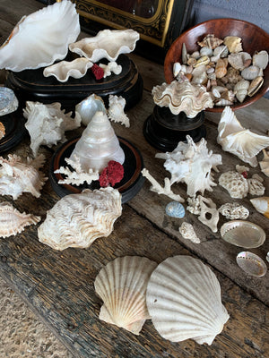 A large collection of weathered seashells and coral